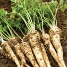 500 hamburg root parsley seeds. organic. ships