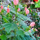 7 pink turk's cap seeds, sleeping hibiscus flowers organic 10/2024 harvest