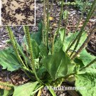 200 seeds broadleaf plantain - plantago major common plantain- perennial herb