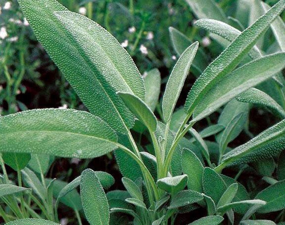 seeds 50broadleaf sage kichen common garden perennial herb