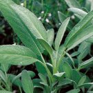 seeds 50broadleaf sage kichen common garden perennial herb