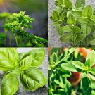 seeds culinary herb survival kit or grow indoors: basil parsley oregano marjoram