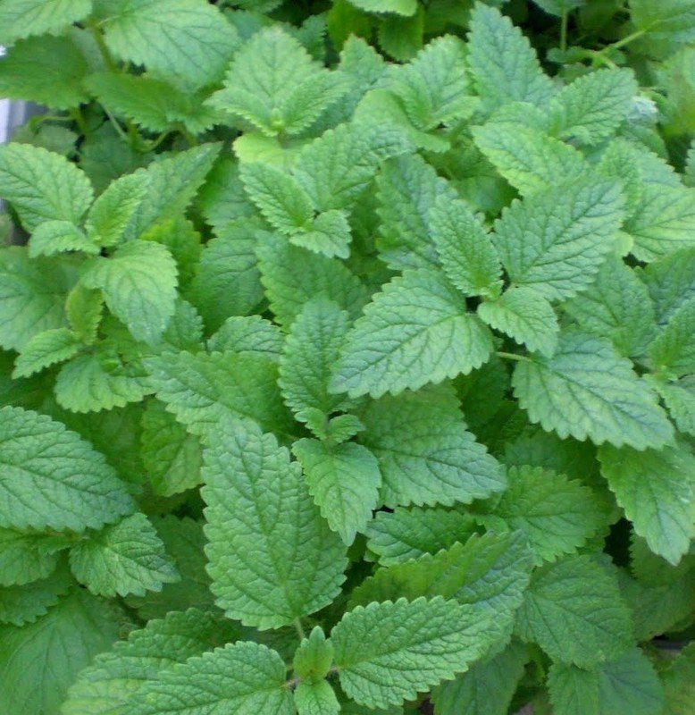 1000 lemon mint * bulk seeds* medicinal healthful