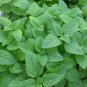 1000 lemon mint * bulk seeds* medicinal healthful