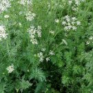 2018 seeds cumin seeds- heirloom herb- 500 $1.69 max