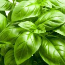 seeds large leaf basil | non-gmo heirloom herb vegetable garden
