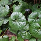 seeds farfugium japonicum gigantea giant leopard plant -