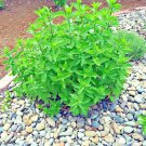 seeds 301peppermint teas culinary medicinal organic container shade garden herb