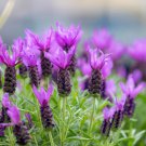 100 french lavender butterfly spanish topped lavandula stoechas flower herb seed