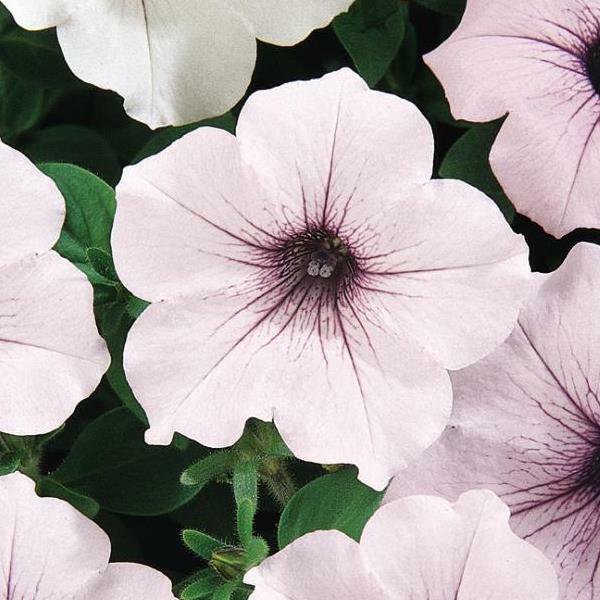 20 seeds ~ tidal wave silver * trailing petunia pelleted