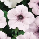 20 seeds ~ tidal wave silver * trailing petunia pelleted