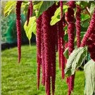 seeds 200 love lies bleeding herb (amaranthus caudatus) tassel callaloo red