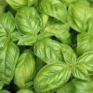 seeds 200 sweet basil italian tukmaria tulsi (ocimum basilicum)