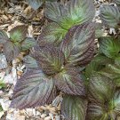 50 seeds beefsteak (perilla frutescens)