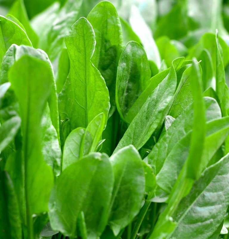 seeds large leaf sorrel | roselle sour asian jamaican rau chua herb seed