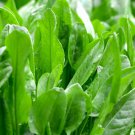 seeds large leaf sorrel | roselle sour asian jamaican rau chua herb seed
