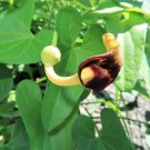 20 seeds slender dutchman's pipe pipevine aristolochia debilis flower herb vine