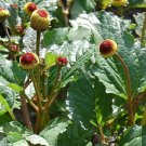 seeds toothache herb * flowering *numbing/tingling/cooling*100 count pkt.