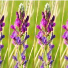 30 seeds purple locoweed crazyweed oxytropis lambertii native flower *flat s/h