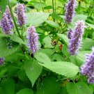 seeds korean mint 400 agastache rugosa perennial herb garden fragrant bees