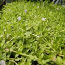 brahmi (bacopa monnieri) seeds, organic