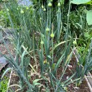 50 seeds perennial leek zone 3-