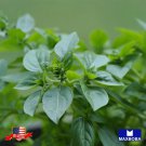 seeds 4500 common italian oregano non-gmo heirloom btgo 75% off