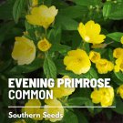 seeds evening primrose - heirloom medicinal flower (oenothera lamarckiana)
