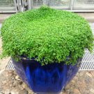 1 seeds 1g 27,500 bulk corsican mint mentha requienii fragrant ground cover gram
