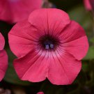 20 seeds ~ tidal wave hot pink * trailing petunia pelleted