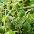 10 seeds wild cucumber {cucumis dipsaceus} fruiting vine u.s.