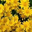 1000 seeds dahlberg daisy thymophylla tenuiloba gold fleece carpet yellow flower