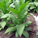 1000 seeds brown & williams low nic tobacco ~ heirloom non-gmo