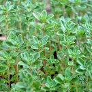 seeds 501common thyme english german organic perennial herb garden container