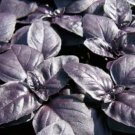 50 red rubin basil seeds/ dark purple italian basil/ organic/