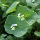 5000 seeds annual claytonia perfoliata winter purslane herb garden for ...
