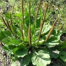 1000 seeds chinese plantain plantago asiatica herb flower