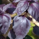 seeds basil herb - purple dark opal- 200 $1.69 max /order
