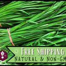 seeds 650 garlic chive heirloom asian vegetable & herb gardening, non-gmo,