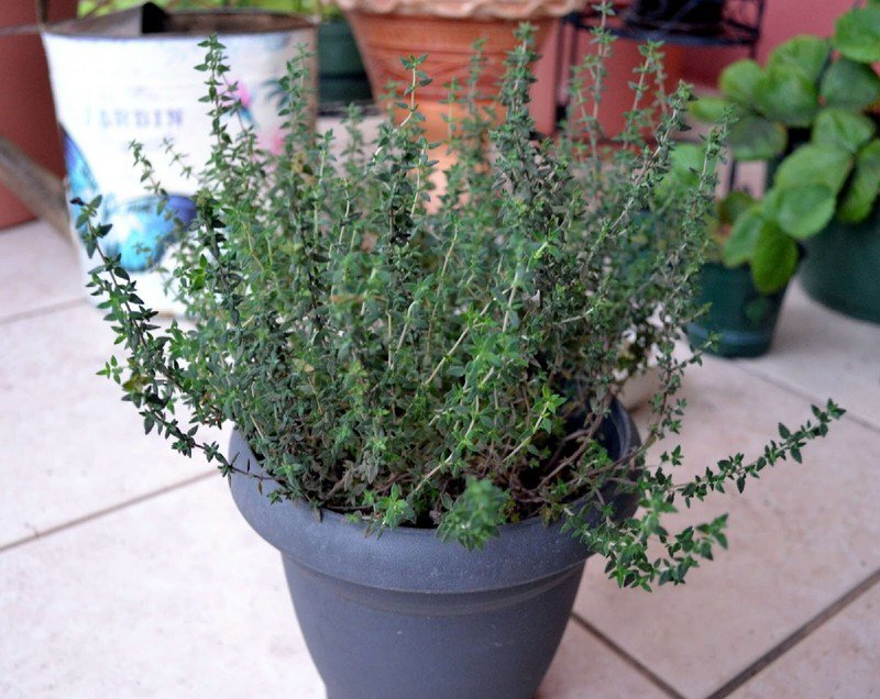seeds common thyme herb {thymus vulgaris} fragrant 300