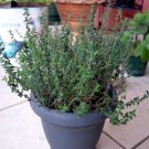 seeds common thyme herb {thymus vulgaris} fragrant 300