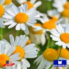 5000 seeds chamomile - german matricaria non-gmo heirloom bogo 50% off