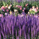 200 seeds munstead lavender blue english lavandula angustifolia purple flower