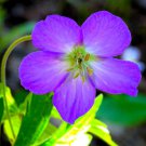 10 seeds oregon geranium oreganum cranesbill purple native flower herb