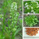 50 seeds organic virginia peppergrass ~ medicinal & culinary *