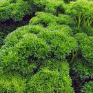 400 seeds triple curled parsley - fresh harvest for gardens