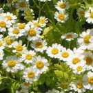 300 seeds feverfew tanacetum parthenium herb flower