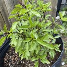1,000 thai sweet basil seeds, basil, โหระพา