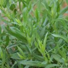 2021 seeds tarragon seeds- heirloom herb- 200 non gmo
