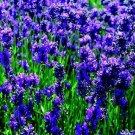 seeds english lavender (100 seeds) .
